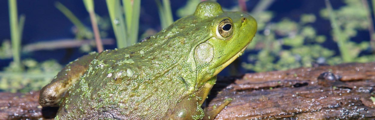 Bullfrog (Photo: RussOttens; Forestryimages.org)