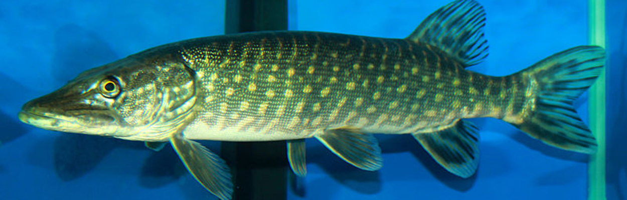 Northern Pike (Photo: Wikipedia)