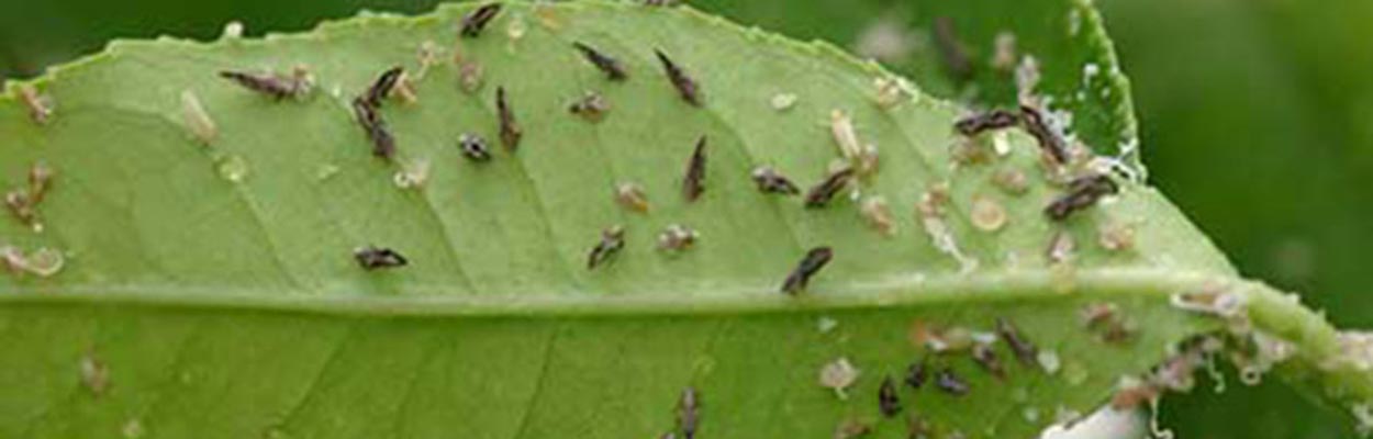 Asian Citrus Psyllid