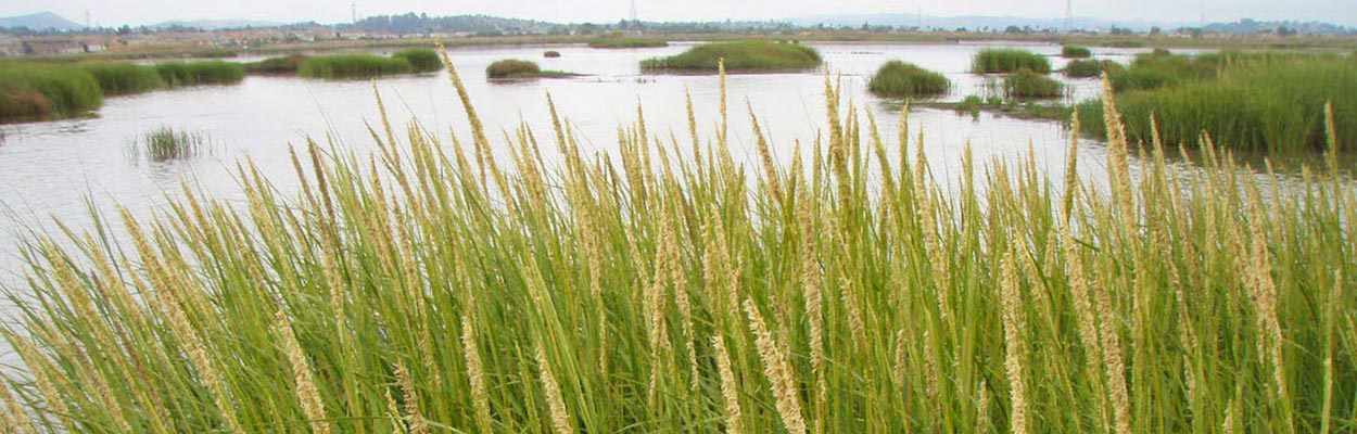 Cordgrass Hybrids (Photo: David Kratville, CDFA)