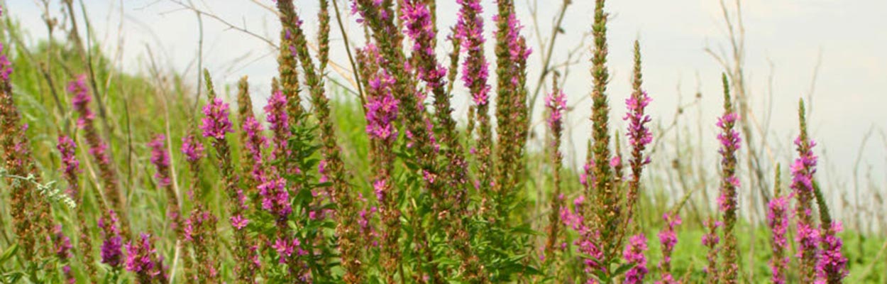 Purple Loosestrife (Photo: David Kratville, CDFA)