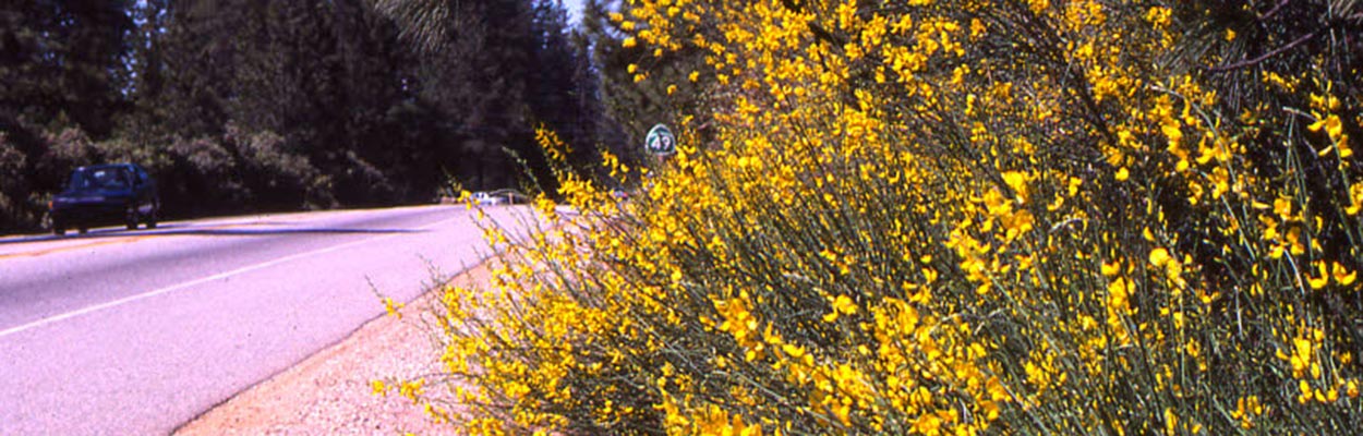 Scotch Broom (Photo: CDFA Weed Database)